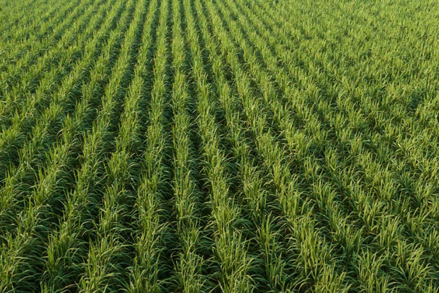 Industria alimentaria